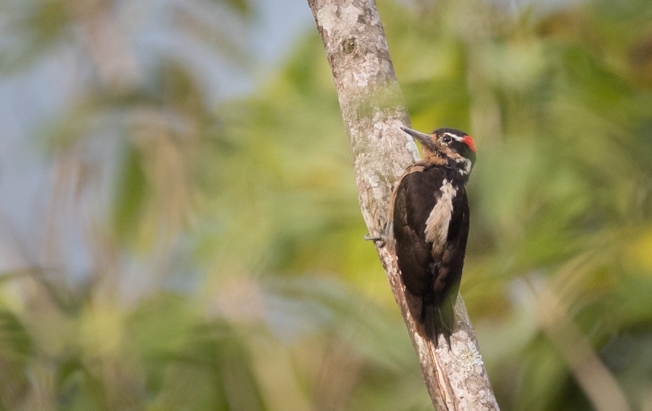 Волосатый дятел (jardinii/sanctorum) - eBird