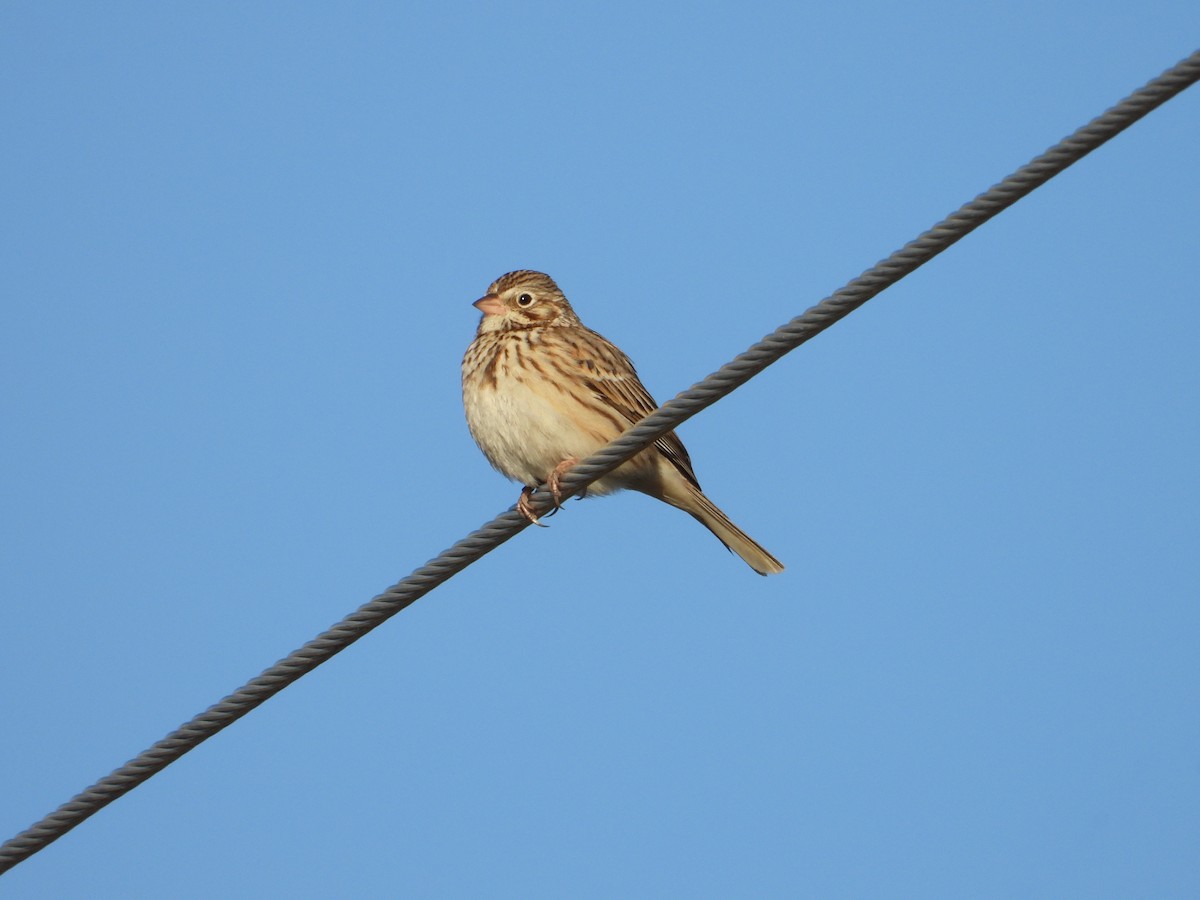 Vesper Sparrow - ML615136065