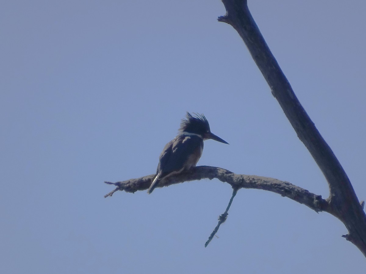 Belted Kingfisher - ML615136155