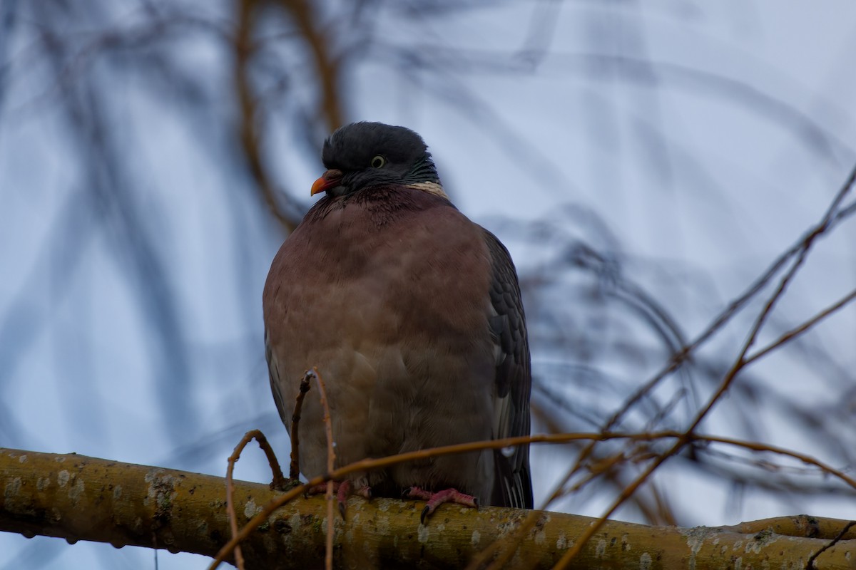 Common Wood-Pigeon - ML615136191