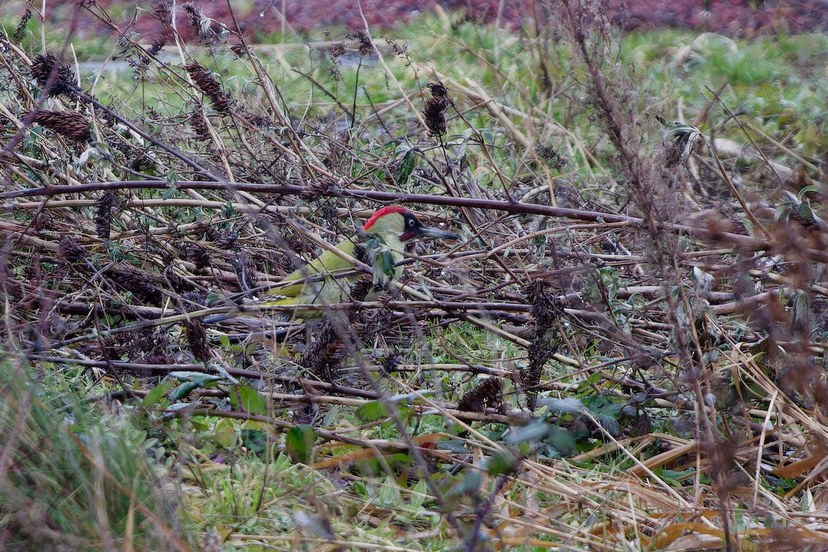Eurasian Green Woodpecker - ML615136216