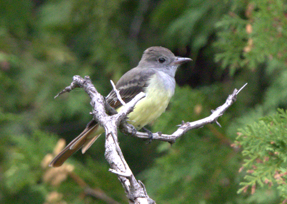 Great Crested Flycatcher - ML615136256