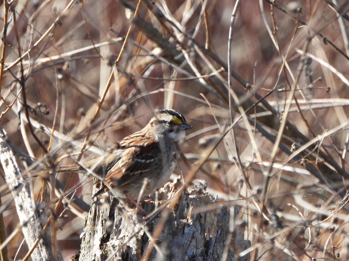 White-throated Sparrow - ML615136350