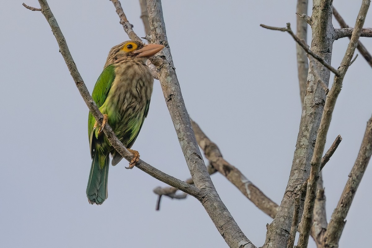 Lineated Barbet - ML615136456