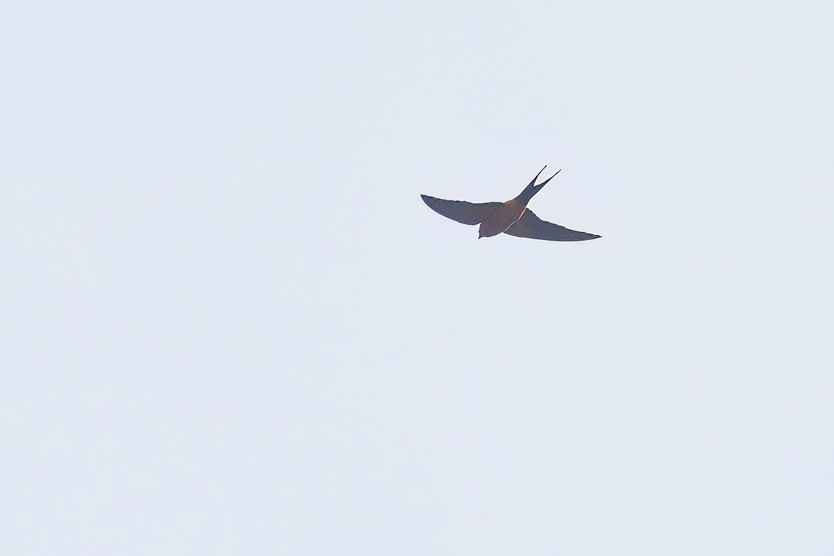 Rufous-bellied Swallow - ML615136475