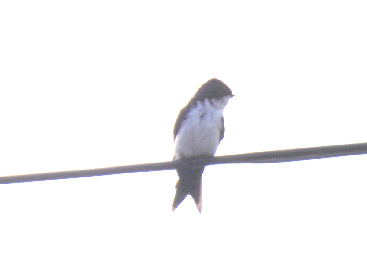 Blue-and-white Swallow - ML615136558