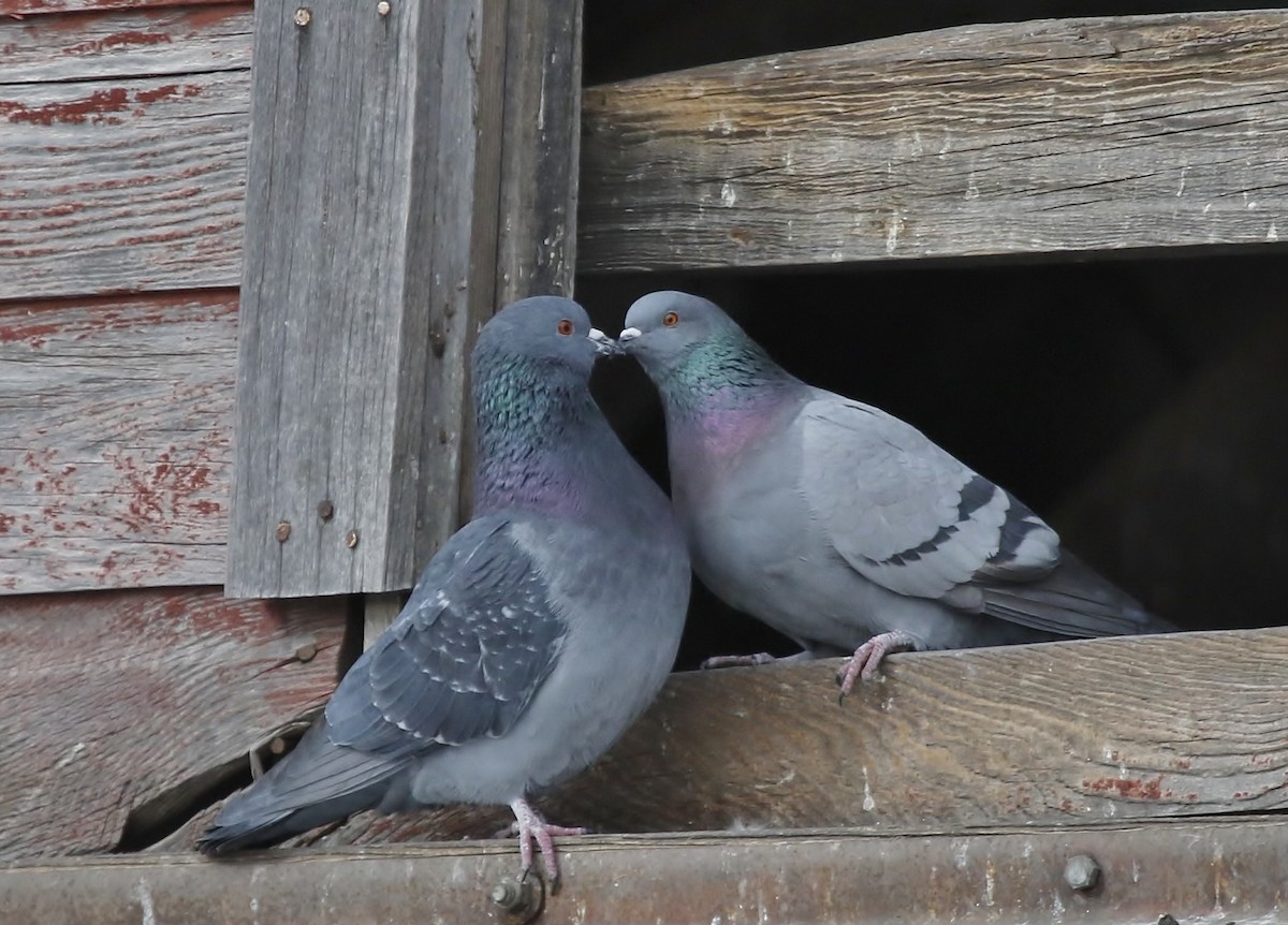 Rock Pigeon (Feral Pigeon) - ML615136594