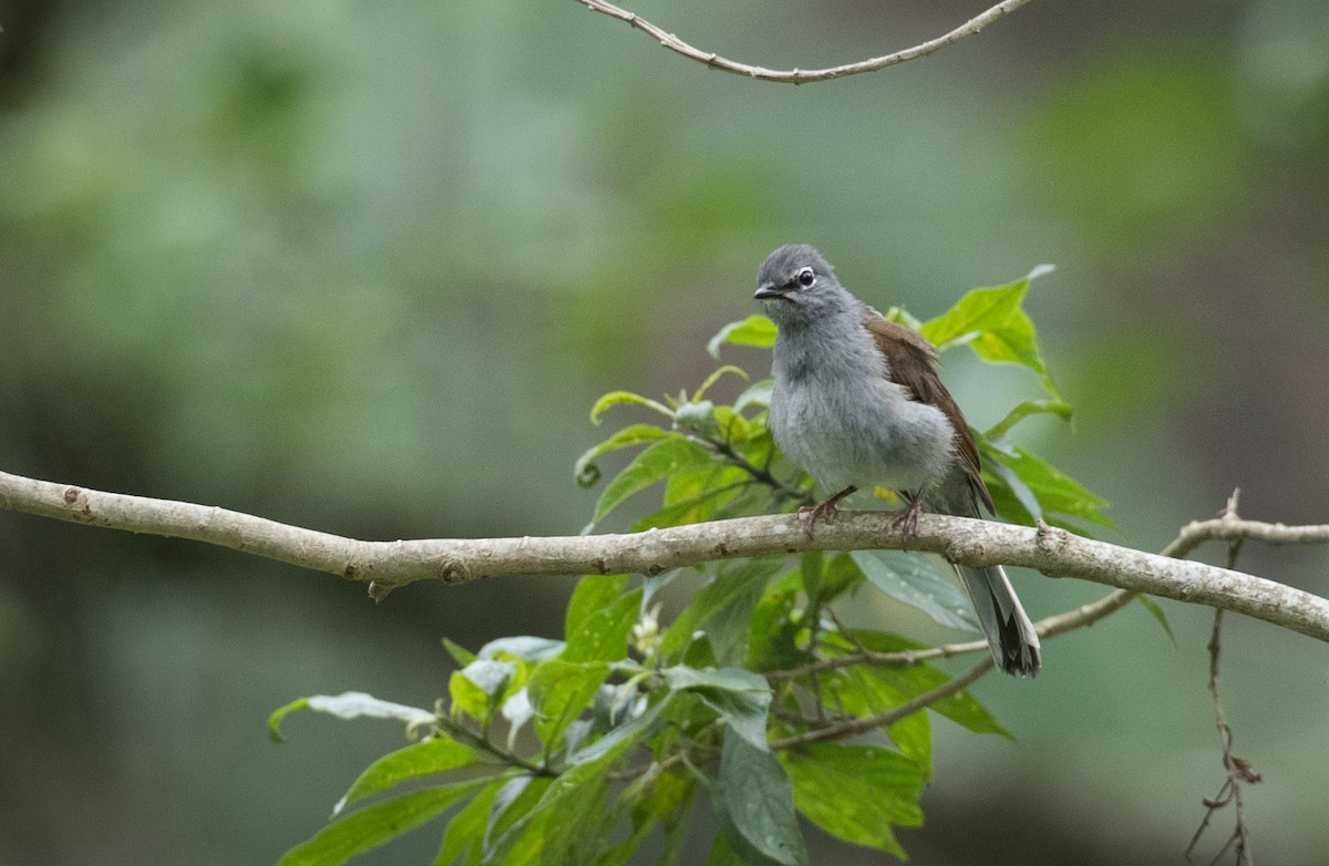 Brown-backed Solitaire - ML61513661