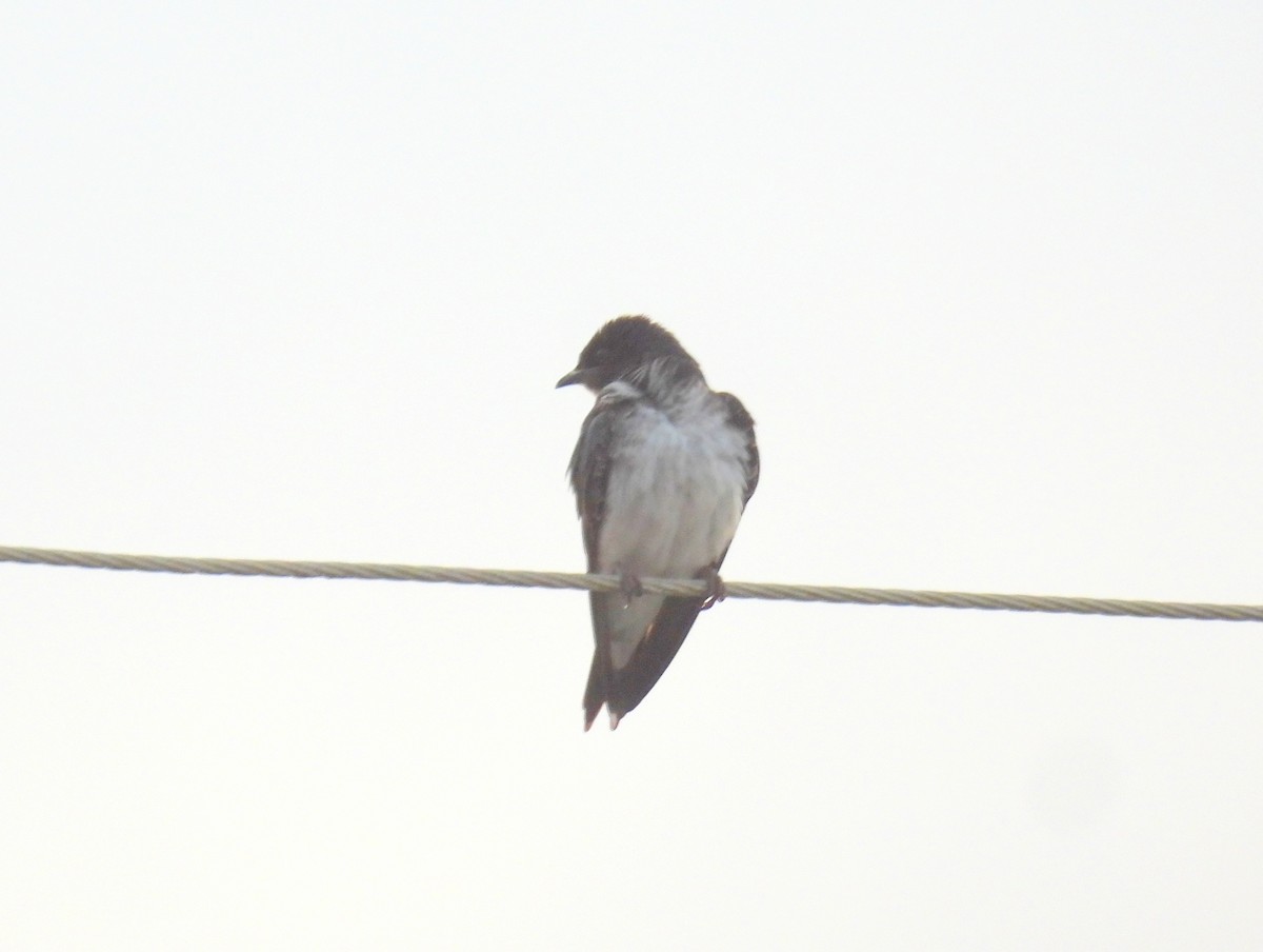 Southern Rough-winged Swallow - ML615136613