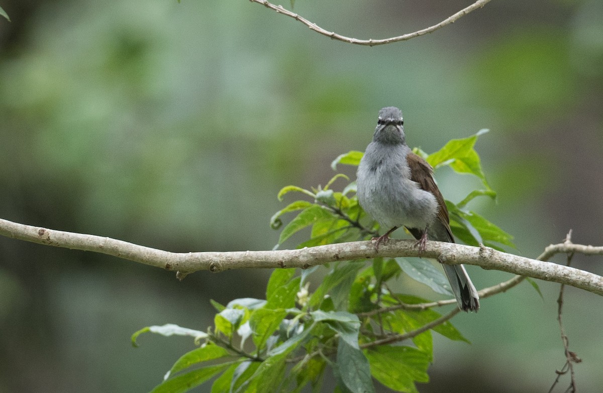 Brown-backed Solitaire - ML61513671