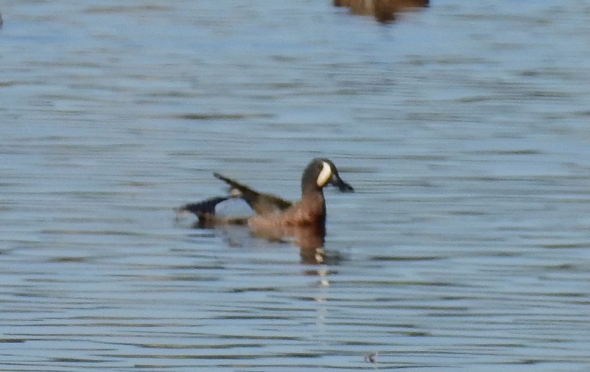 Blue-winged Teal - ML615136712