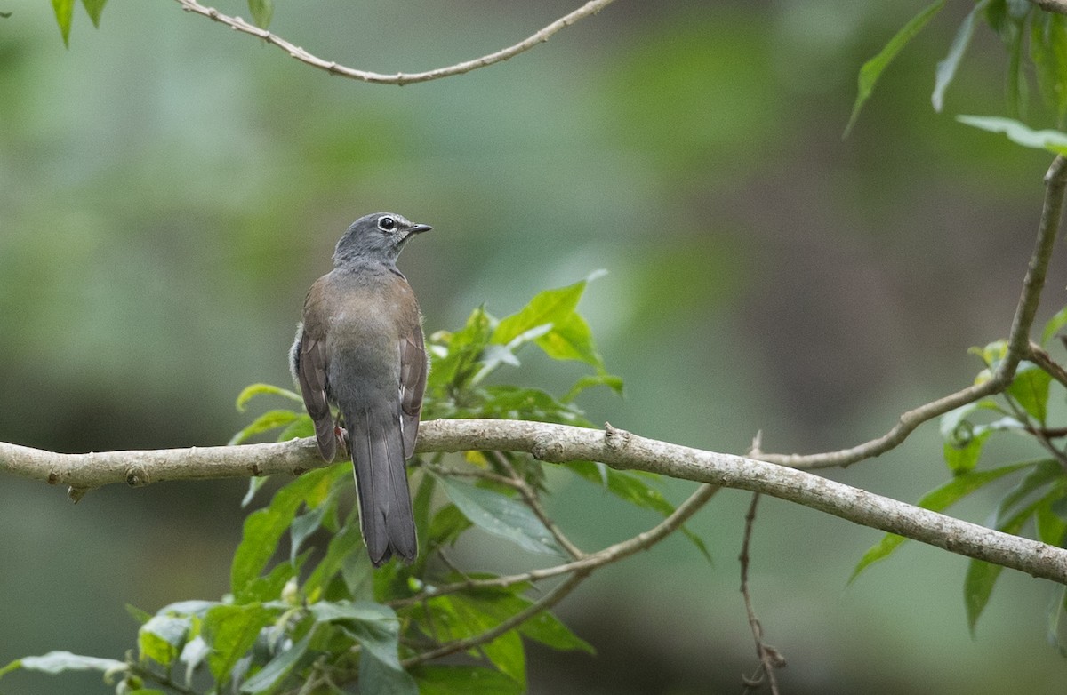 Brown-backed Solitaire - ML61513681