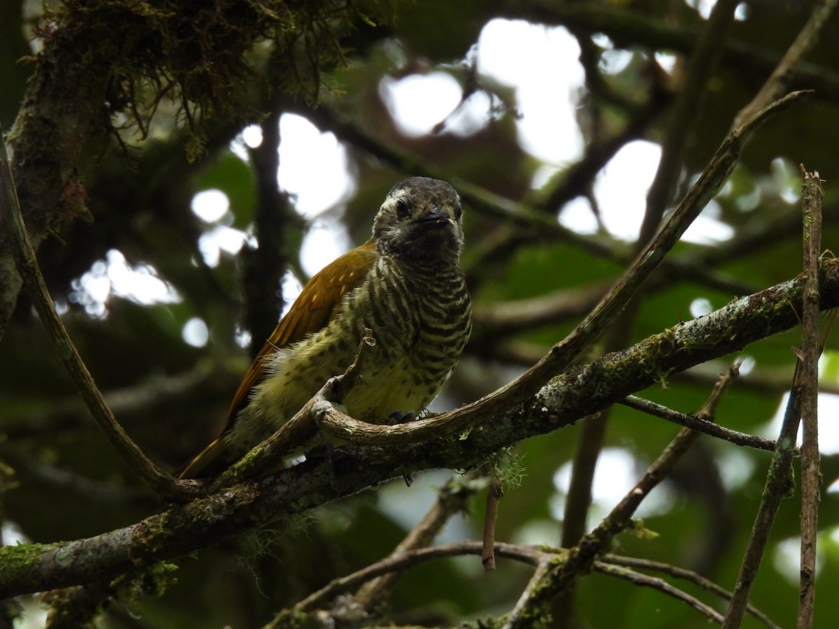 Yellow-vented Woodpecker - ML615136969