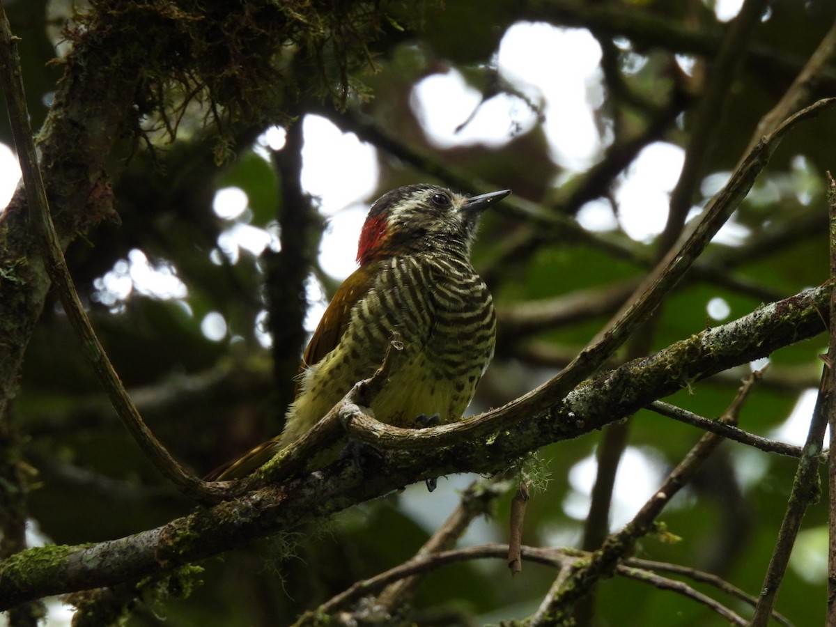 Yellow-vented Woodpecker - Luis Alberto Salagaje Muela