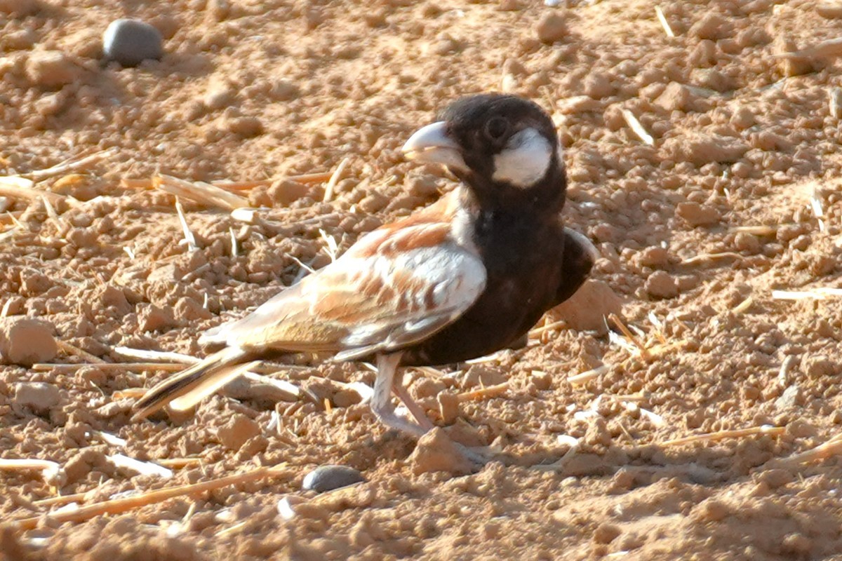 Chestnut-backed Sparrow-Lark - ML615137032