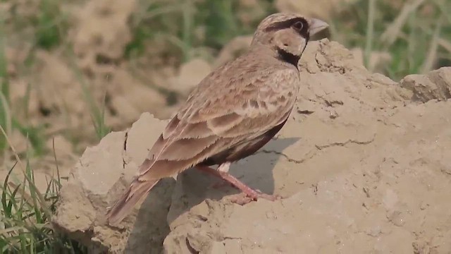 Ashy-crowned Sparrow-Lark - ML615137039