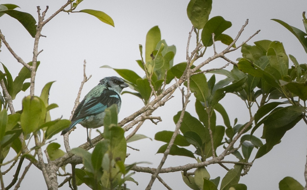 Azure-rumped Tanager - ML61513711