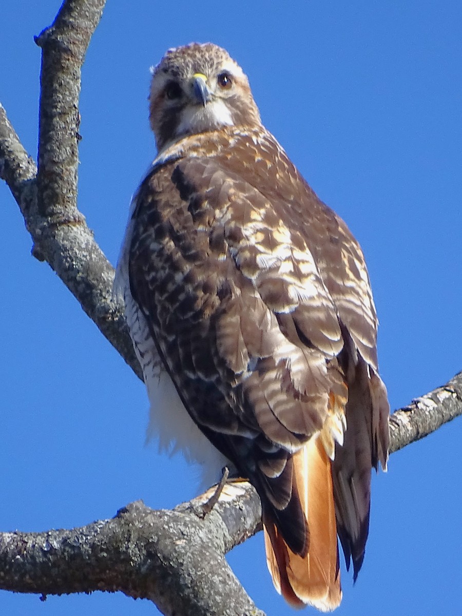 Red-tailed Hawk - ML615137179