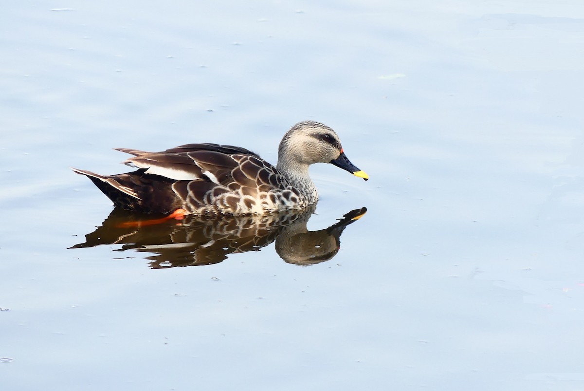Indian Spot-billed Duck - ML615137197