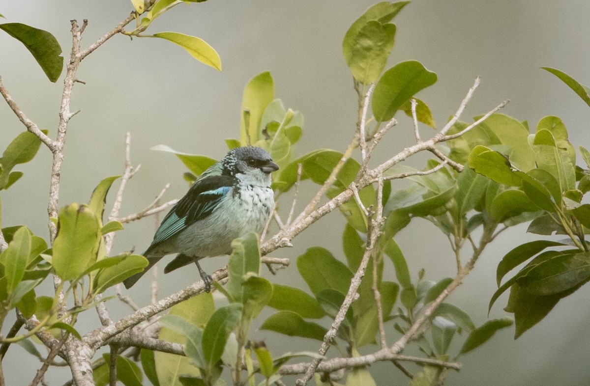 Azure-rumped Tanager - ML61513721