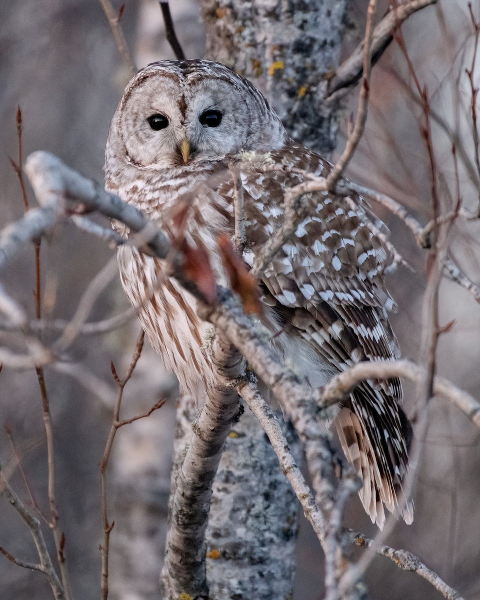 Barred Owl - ML615137226