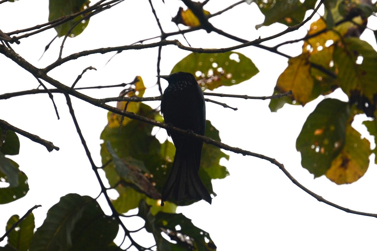 Hair-crested Drongo (Hair-crested) - Alain Rouge