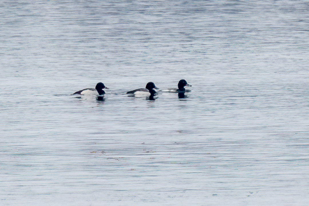Greater Scaup - ML615137297