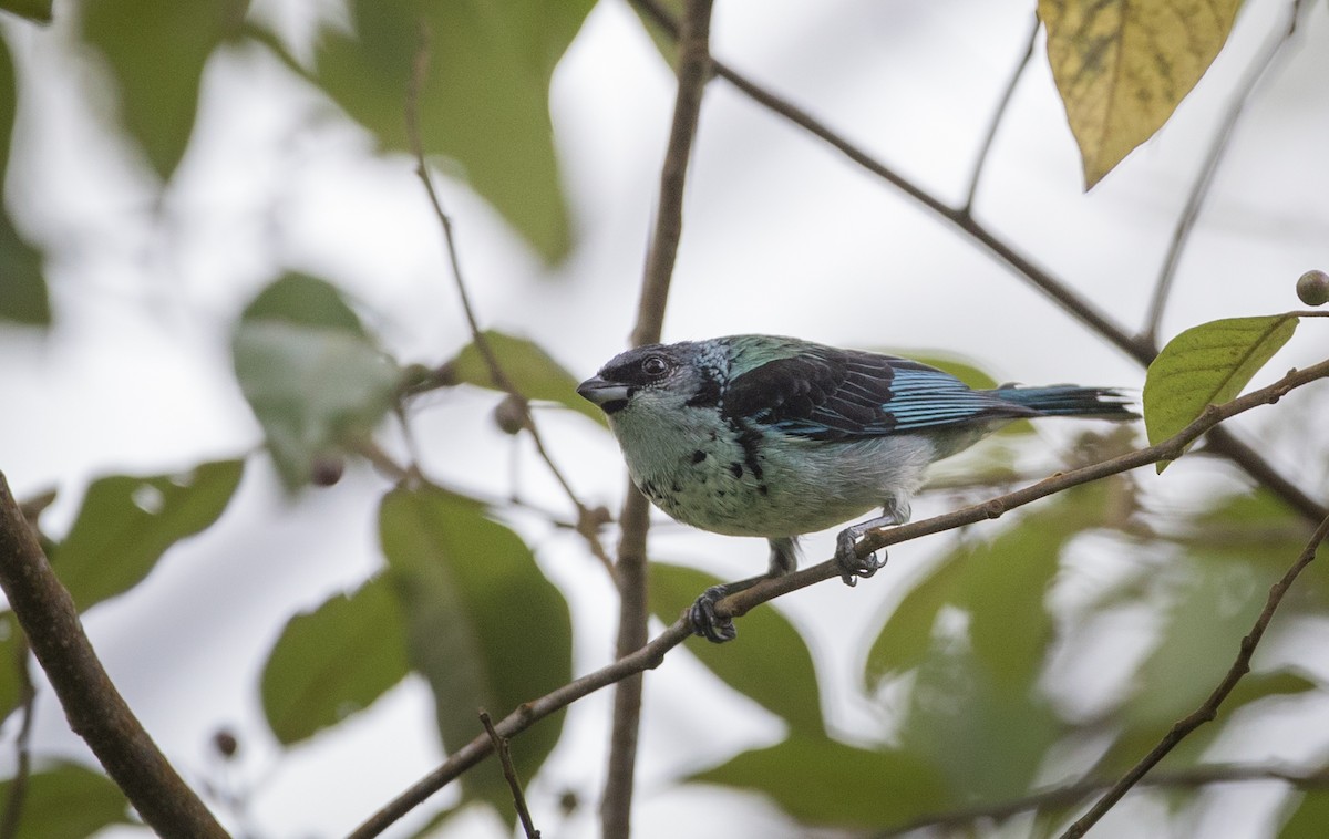 Azure-rumped Tanager - ML61513731