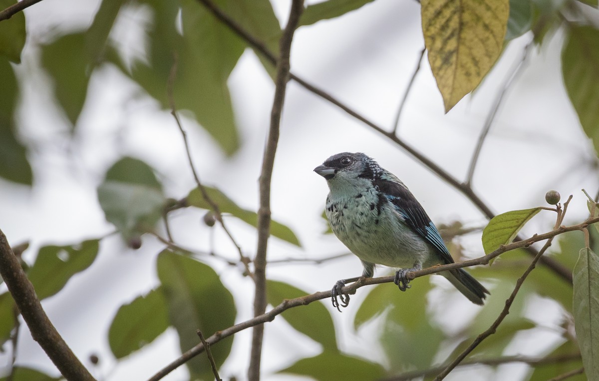 Azure-rumped Tanager - ML61513741