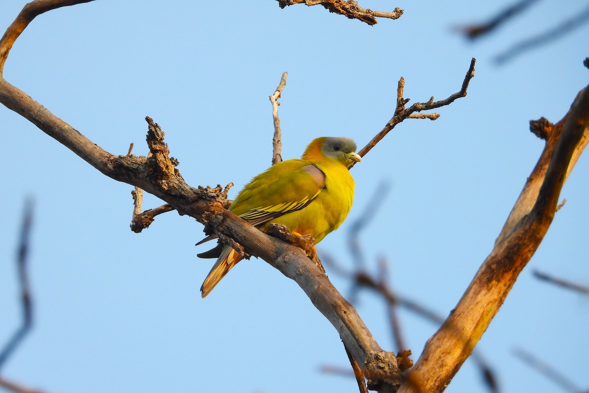 Yellow-footed Green-Pigeon - ML615137488