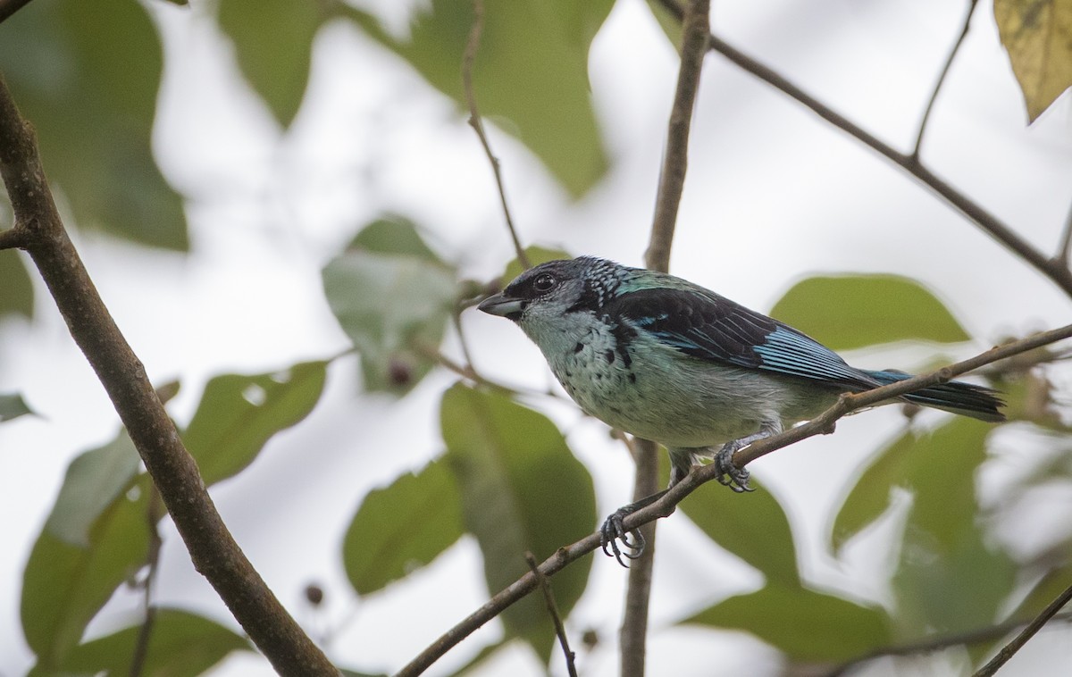 Azure-rumped Tanager - ML61513751