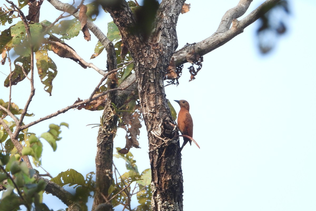 Rufous Woodpecker - Jageshwer verma