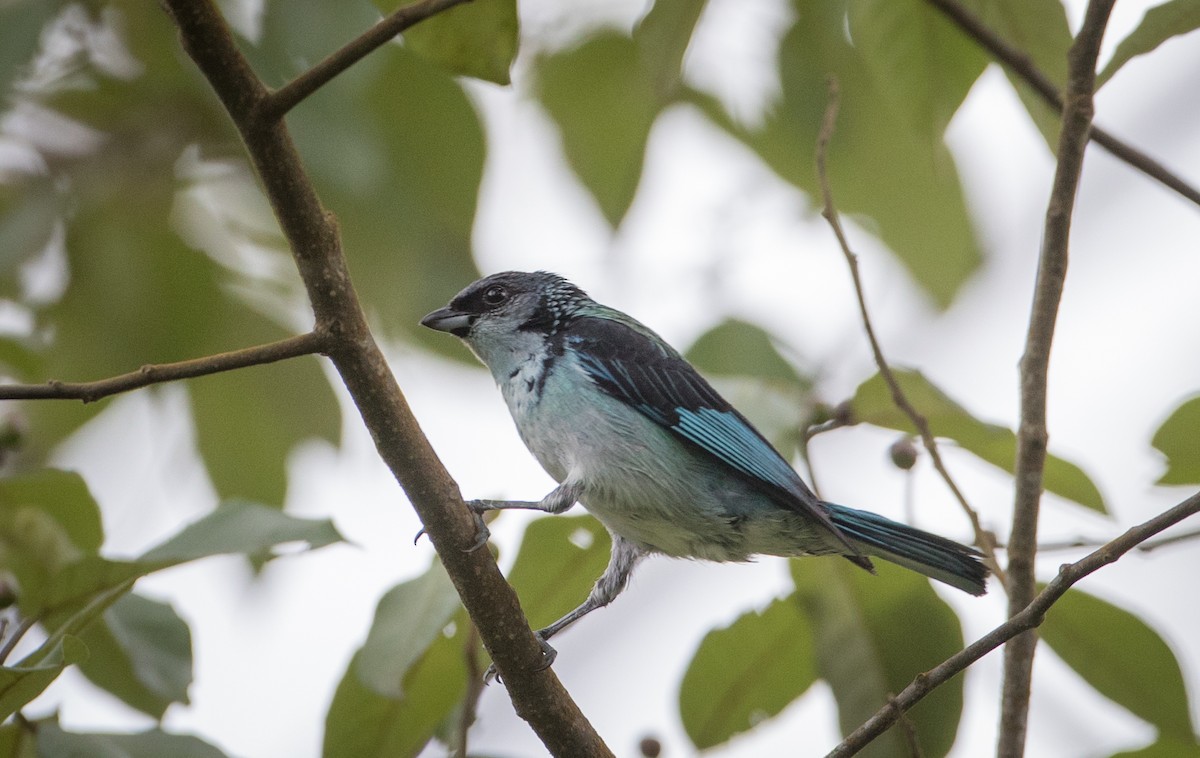 Azure-rumped Tanager - ML61513761