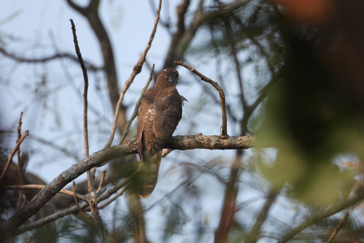 Common Hawk-Cuckoo - ML615137695