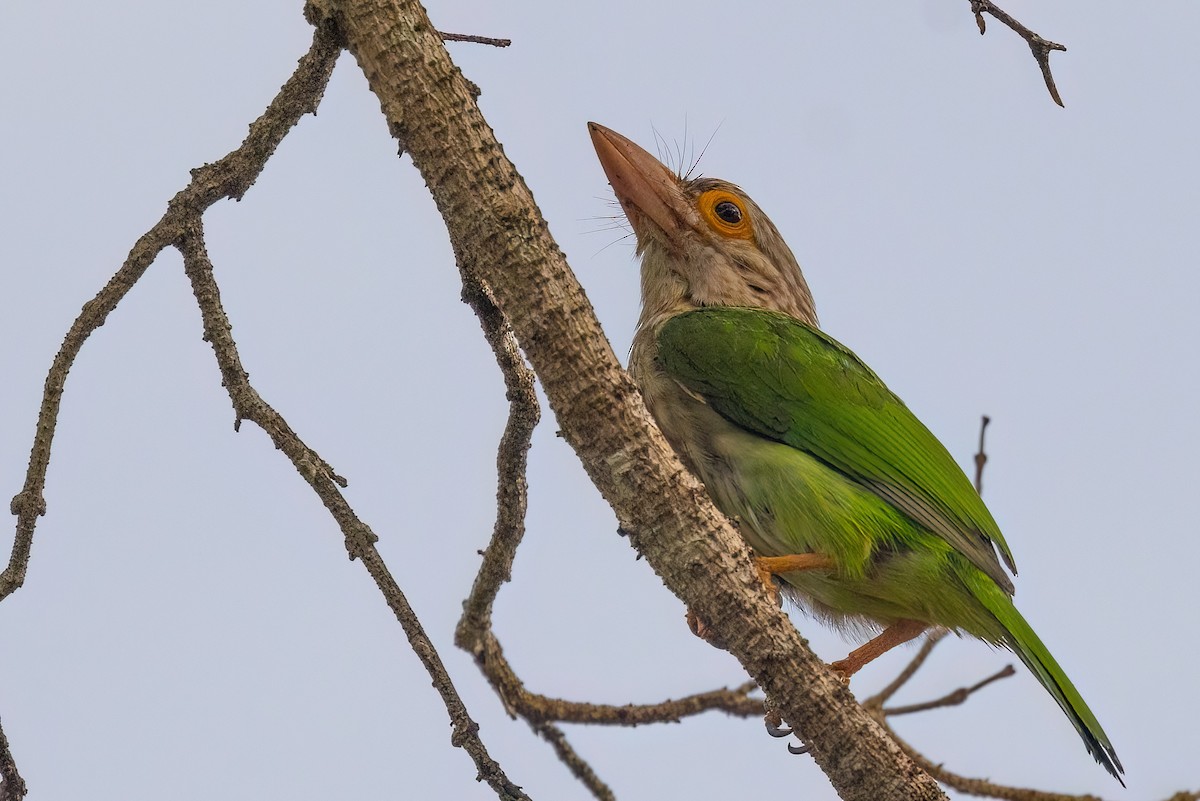 Lineated Barbet - ML615137717