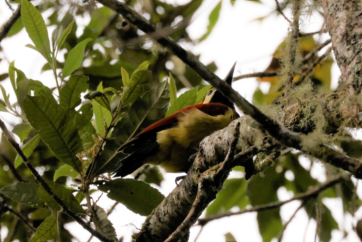 Crimson-mantled Woodpecker (Crimson-mantled) - ML615137719