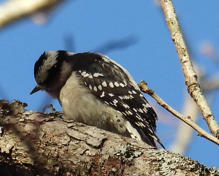 Downy Woodpecker - ML615137789