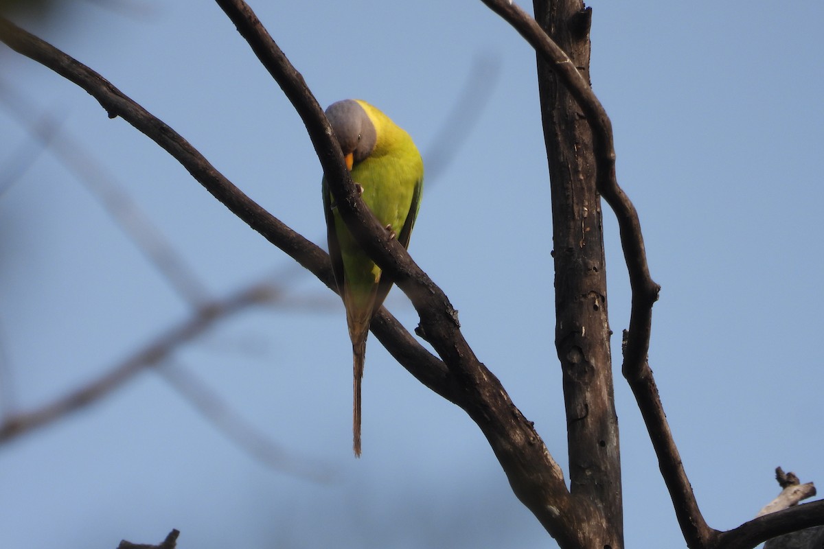 Plum-headed Parakeet - ML615137794