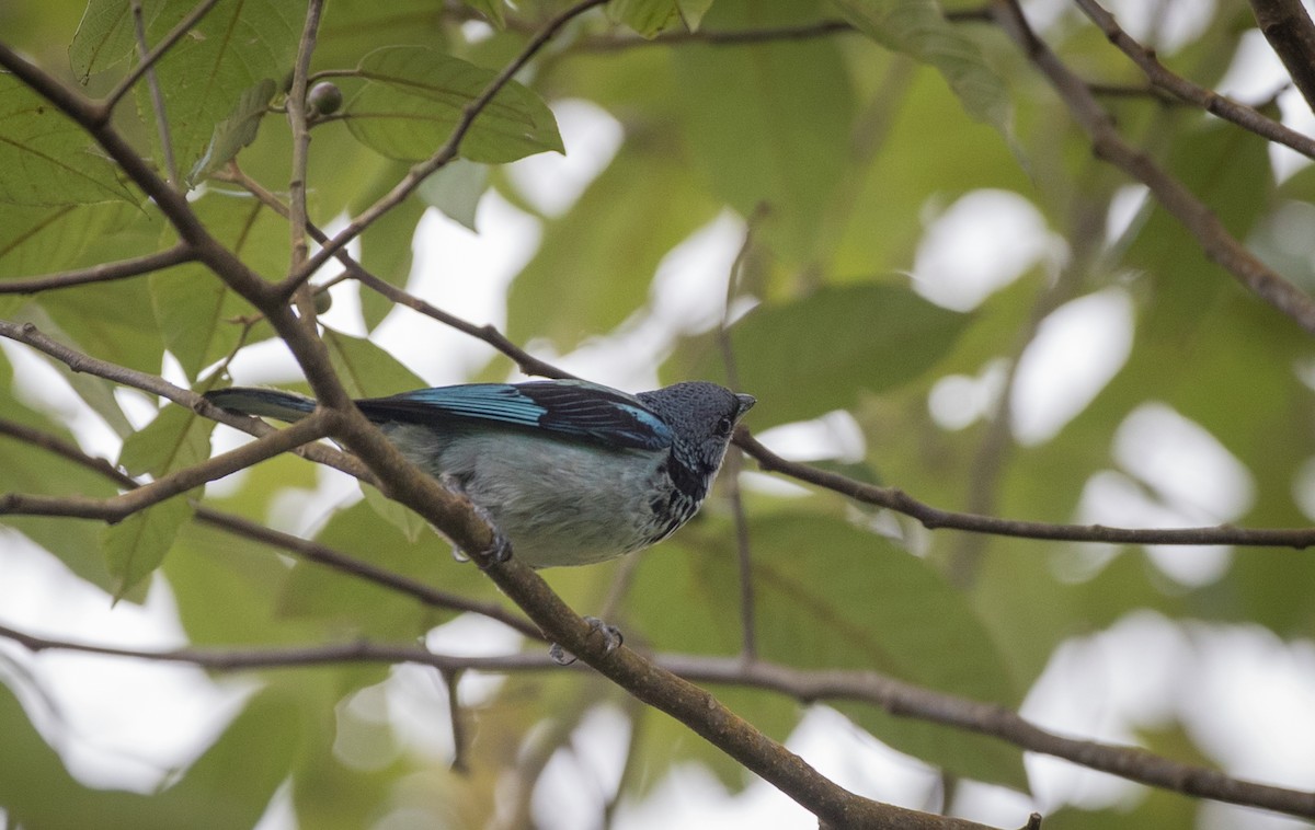 Azure-rumped Tanager - ML61513781