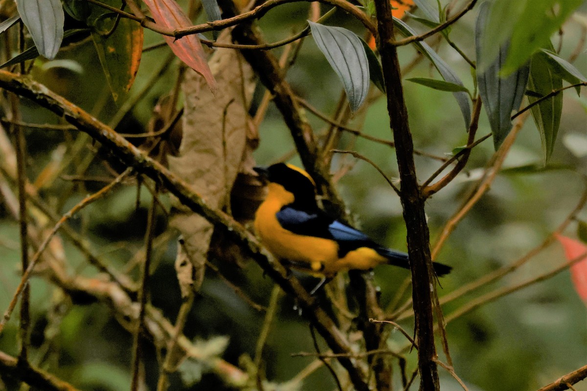 Blue-winged Mountain Tanager (Blue-winged) - ML615137838