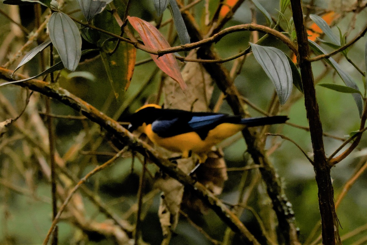 Blue-winged Mountain Tanager (Blue-winged) - ML615137839