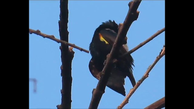 Purpurnektarvogel - ML615137898