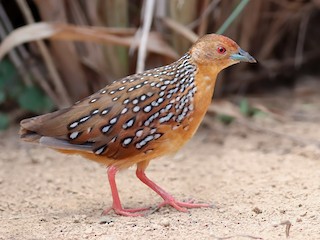  - Ocellated Crake