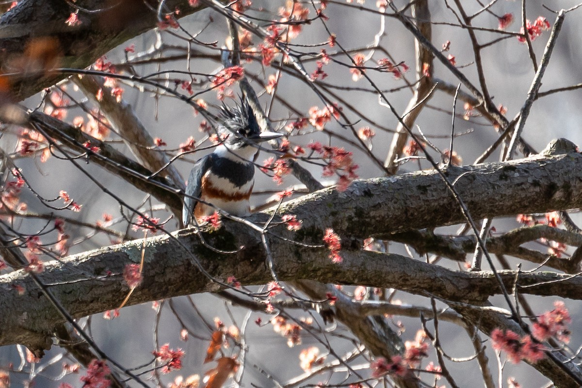 Belted Kingfisher - ML615137977