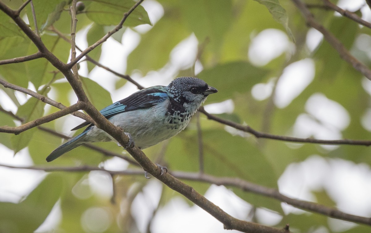 Azure-rumped Tanager - ML61513801