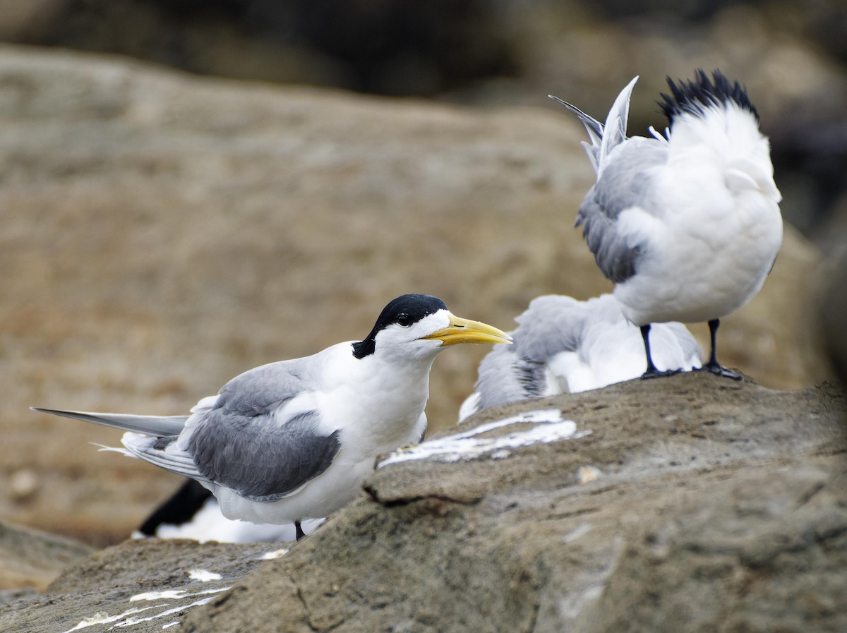 Great Crested Tern - ML615138064