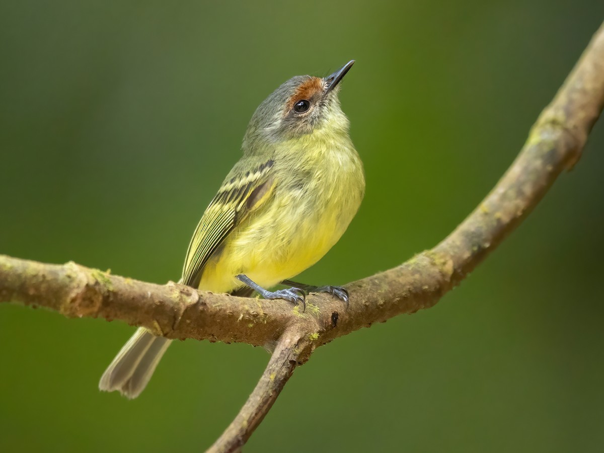 Cinnamon-faced Tyrannulet - Phylloscartes parkeri - Birds of the World