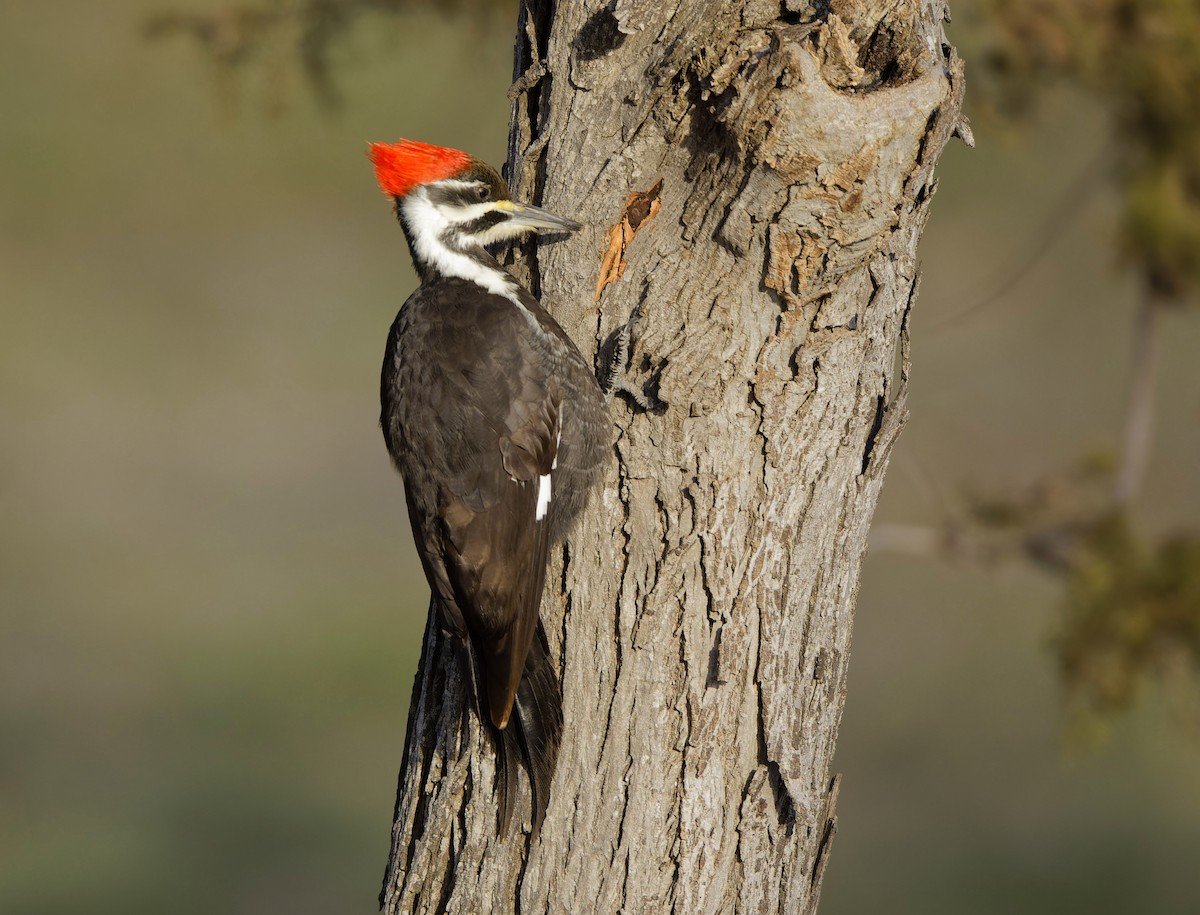 Pileated Woodpecker - ML615138252