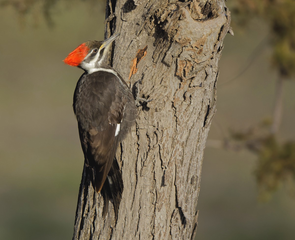 Pileated Woodpecker - ML615138256