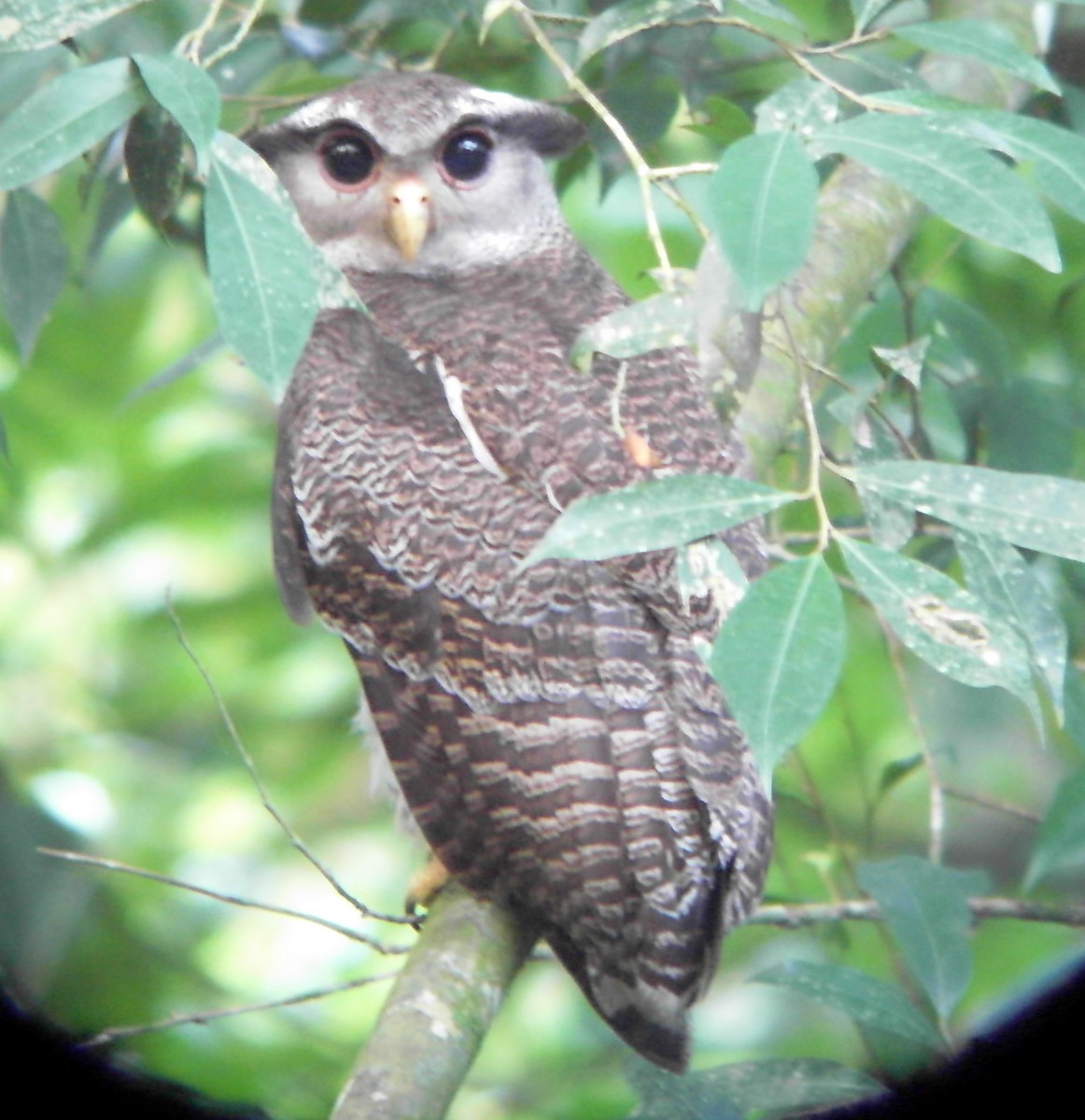 Barred Eagle-Owl - ML615138278